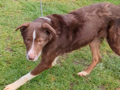 Woody | Collie (Border) | Shrewsbury (Shropshire) - 2