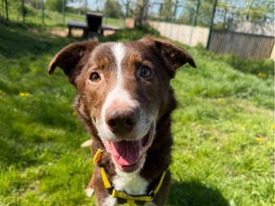 Woody | Collie (Border) | Shrewsbury (Shropshire) - 3