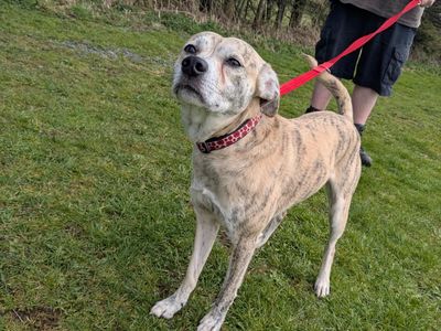 Max — Terrier (Staffordshire Bull) Cross