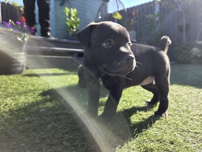 Clio | Terrier (Staffordshire Bull) Cross | West Calder (Edinburgh) - 3