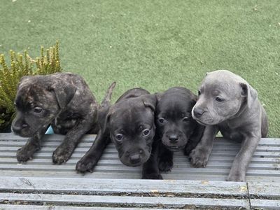 Clio | Terrier (Staffordshire Bull) Cross | West Calder (Edinburgh) - 1