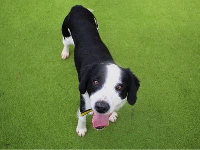 Reggie | Spaniel (English Springer) Cross | Manchester - 5