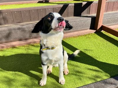 Reggie | Spaniel (English Springer) Cross | Manchester - 3