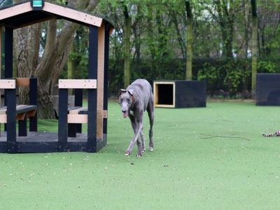 Nero | Greyhound | Glasgow - 3