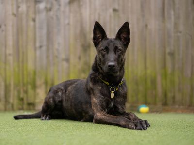 Nova | Dutch Shepherd | Kenilworth (West Midlands) - 3