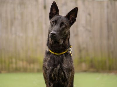 Nova | Dutch Shepherd | Kenilworth (West Midlands) - 1