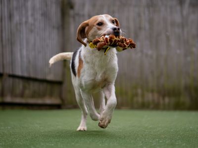 Norman | Harrier | Kenilworth (West Midlands) - 2