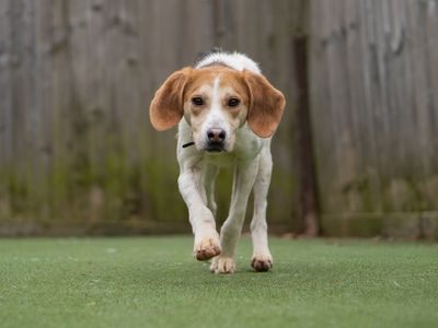 Norman | Harrier | Kenilworth (West Midlands) - 3