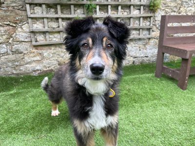 Nyla | Collie (Border) | West Calder (Edinburgh) - 3