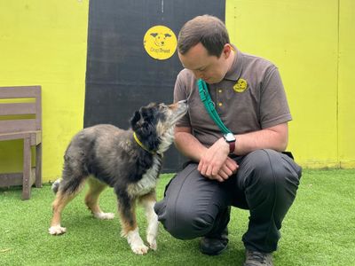 Nyla | Collie (Border) | West Calder (Edinburgh) - 2