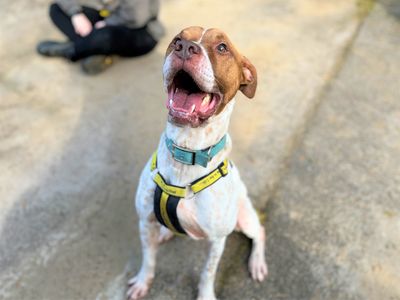 Dinky | Crossbreed | Bridgend (Wales) - 3