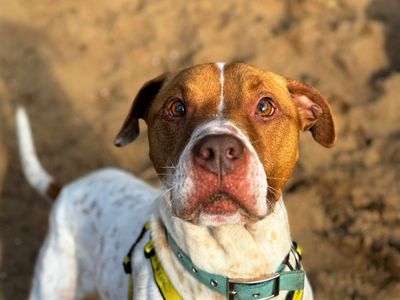 Dinky — Mixed Breed