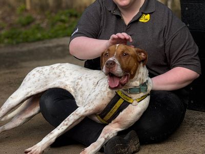 Dinky | Crossbreed | Bridgend (Wales) - 5