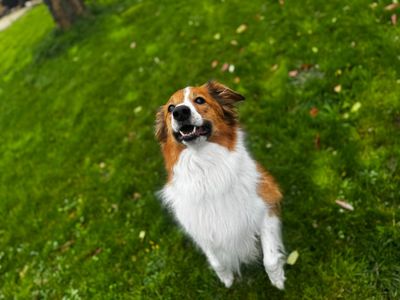 Mivie | Collie (Border) | Bridgend (Wales) - 3