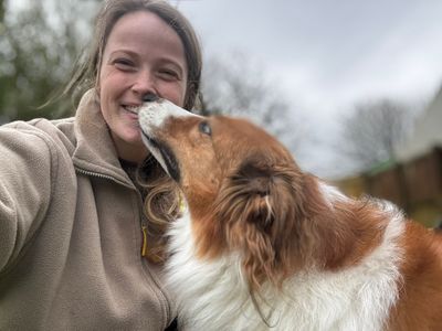 Mivie | Collie (Border) | Bridgend (Wales) - 2