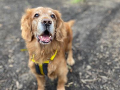 Bailey | Spaniel (Cocker) Cross | West Calder (Edinburgh) - 3
