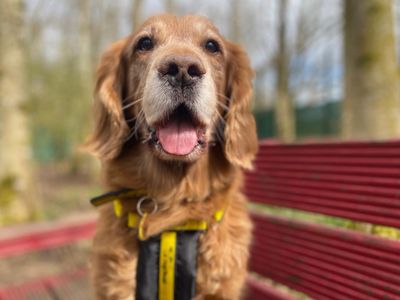 Bailey | Spaniel (Cocker) Cross | West Calder (Edinburgh) - 2