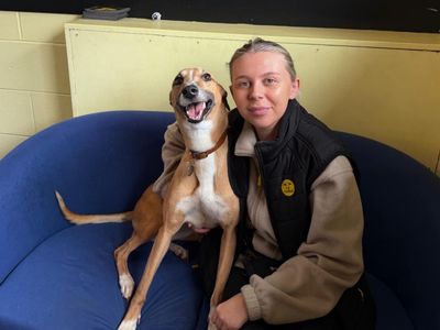 Lelli Longlegs | Lurcher | West Calder (Edinburgh) - 3