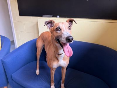 Lelli Longlegs | Lurcher | West Calder (Edinburgh) - 2