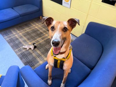 Lelli Longlegs — Lurcher