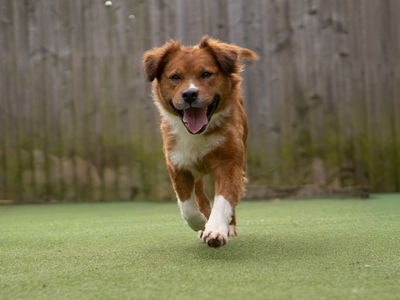 Nancy | Collie (Border) Cross | Kenilworth (West Midlands) - 3