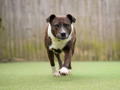 Maureen — Terrier (Staffordshire Bull) Cross