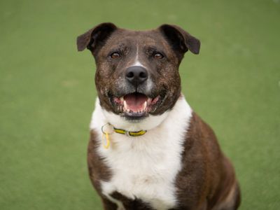 Maureen | Terrier (Staffordshire Bull) Cross | Kenilworth (West Midlands) - 2