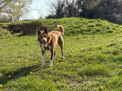 Bennet | Collie (Border) | Snetterton (Norfolk) - 3