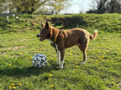 Bennet | Collie (Border) | Snetterton (Norfolk) - 2