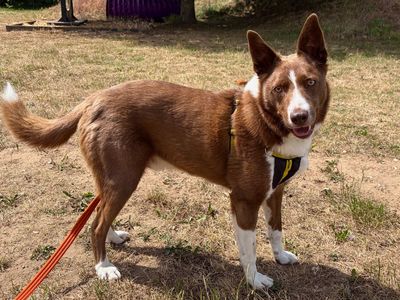Bennet, a 4 years old male Collie available for adoption from Dogs Trust in Norfolk