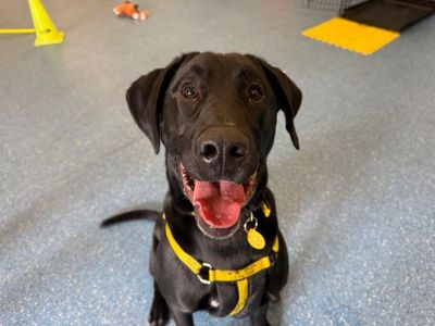 Nico | Retriever (Labrador) Cross | Glasgow - 3