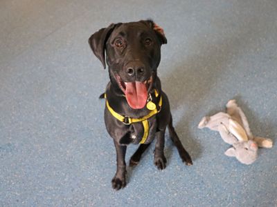 Nico | Retriever (Labrador) Cross | Glasgow - 5