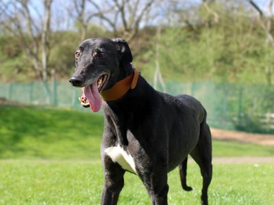 Noodle | Greyhound | Merseyside (Liverpool) - 3