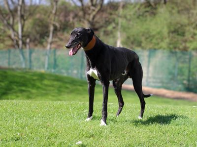 Noodle | Greyhound | Merseyside (Liverpool) - 2