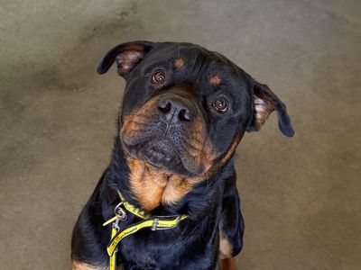 Cash — Rottweiler