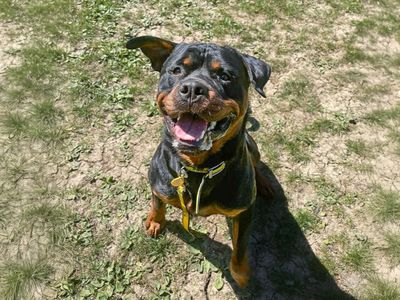 Cash, a 1 year old male Rottweiler available for adoption from Dogs Trust in Essex