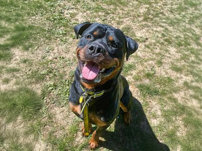 Cash | Rottweiler | Basildon (Essex) - 5