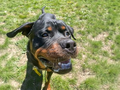 Cash | Rottweiler | Basildon (Essex) - 3