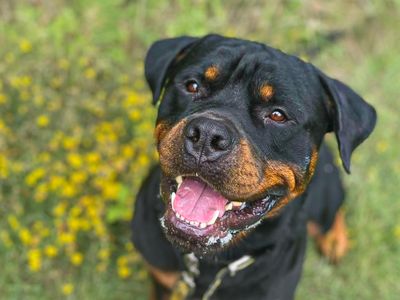 Cash, a 1 year old male Rottweiler available for adoption from Dogs Trust in Essex