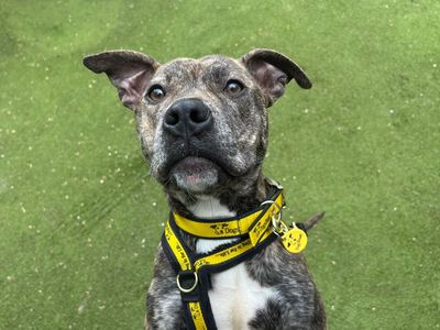 Kitty | Terrier (Staffordshire Bull) | Basildon (Essex) - 1