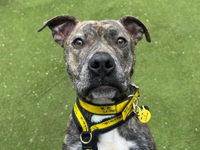 Kitty | Terrier (Staffordshire Bull) | Basildon (Essex) - 3