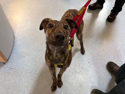 Nutmeg | Whippet Cross | West Calder (Edinburgh) - 5