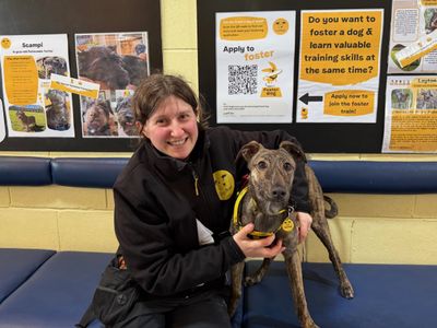 Nutmeg | Whippet Cross | West Calder (Edinburgh) - 3