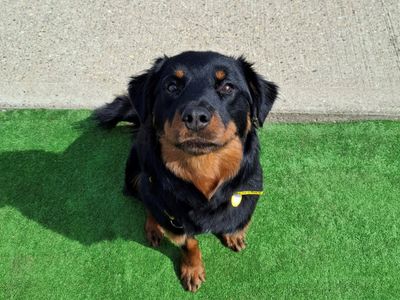 Maddie | Rottweiler Cross | Loughborough - 3