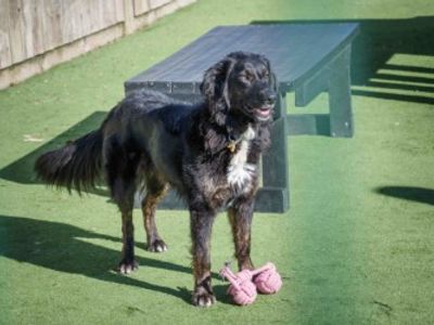 Georgia | German Shepherd Dog Cross | Loughborough - 2