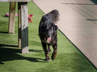 Georgia | German Shepherd Dog Cross | Loughborough - 3