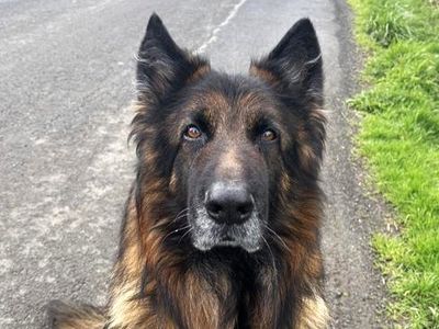 Mortimer | German Shepherd Dog | Ballymena (Northern Ireland) - 2