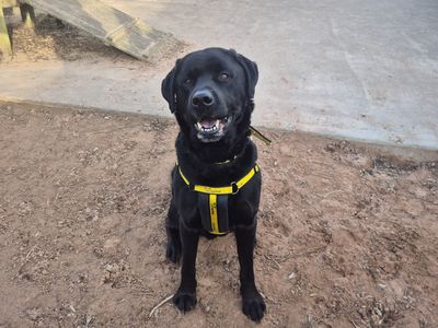 Frankie | Retriever (Labrador) Cross | Loughborough - 2