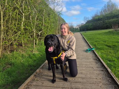 Frankie | Retriever (Labrador) Cross | Loughborough - 3