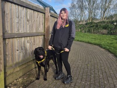Frankie | Retriever (Labrador) Cross | Loughborough - 2